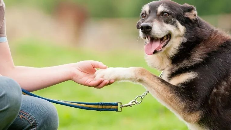 怎么训练狗狗才能使它更听话