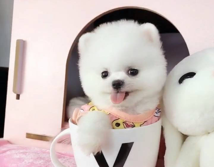 你想养茶杯犬这种微型犬吗