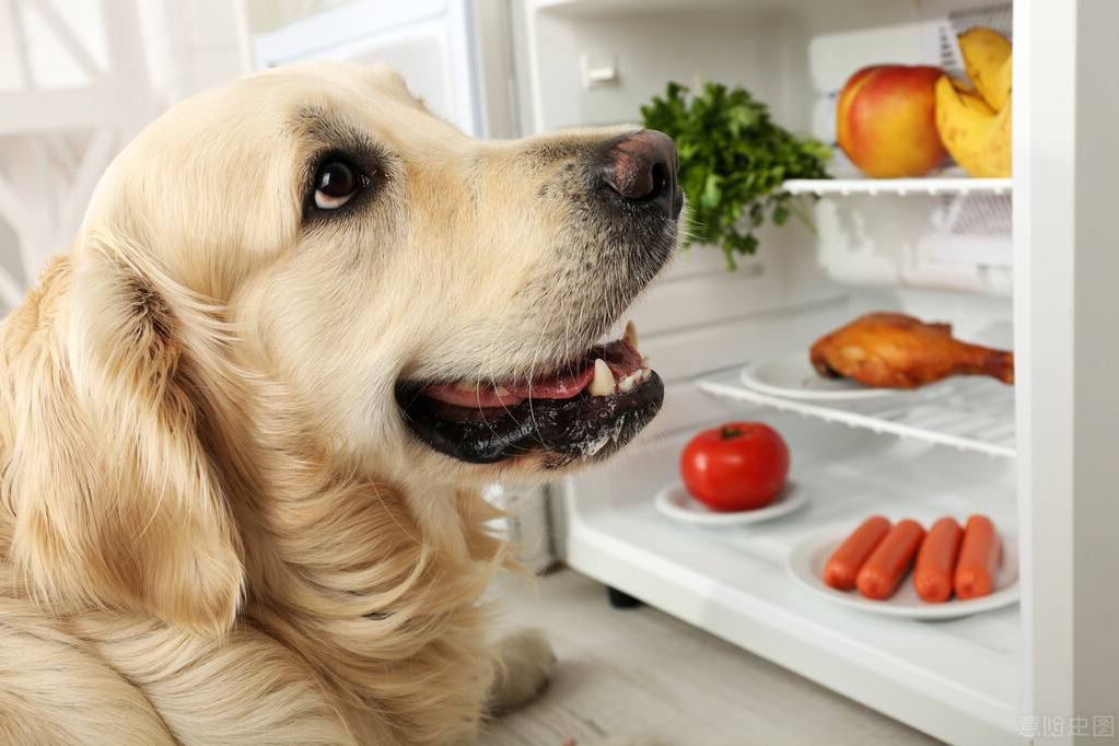 你知道狗狗可以吃那些水果吗？