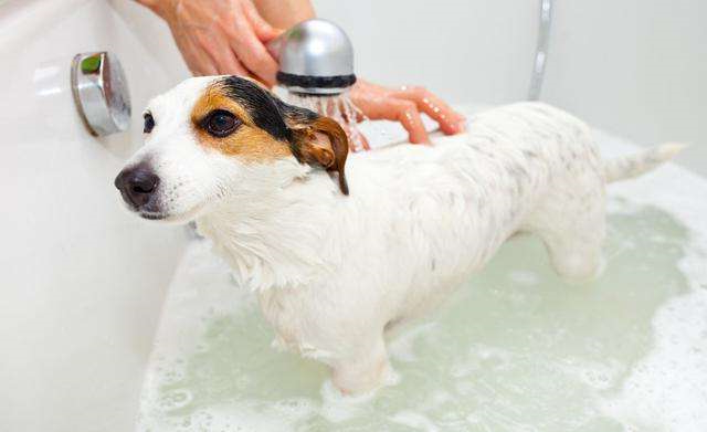 冬天里要怎么给狗狗洗澡呢？
