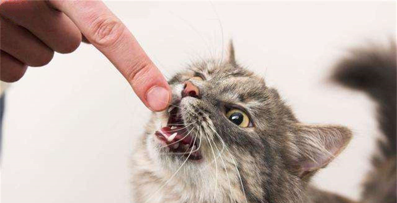 小猫咪喜欢咬人该怎么办？