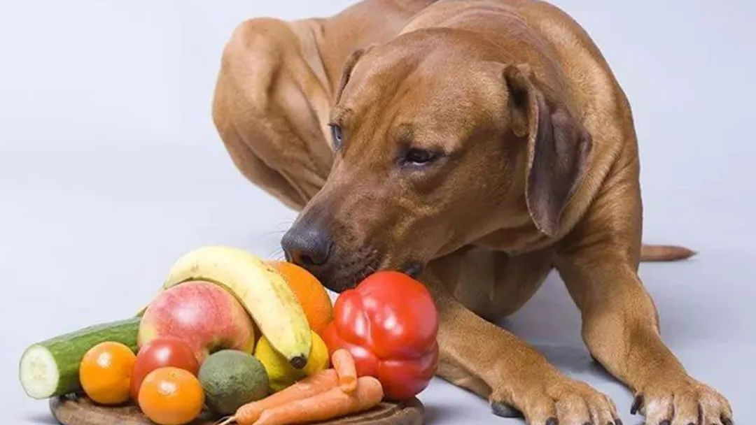 有些水果狗狗不可以吃，你知道吗？