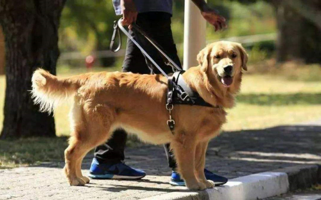 导盲犬是怎样训练成的？