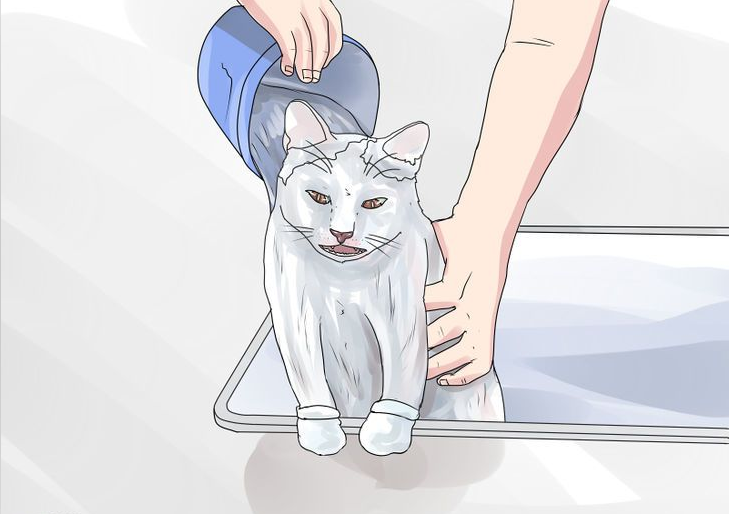 给猫咪洗澡应该注意什么？