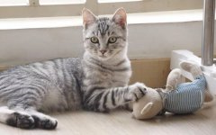 猫咪喜欢的玩具和游戏，你知道有哪些吗？