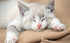 猫咪打呼噜的原因你知道吗？