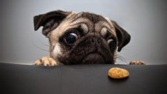 为什么有时候狗子总是挑食不爱吃？