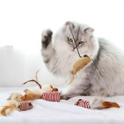 给猫咪选择玩具的时候有那些注意事项