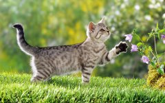 春季养猫要注意什么？