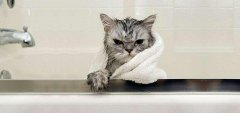 猫咪洗澡全攻略