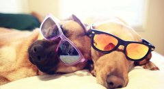 夏季狗狗养护，怎样清爽舒适 “度夏” 避暑！