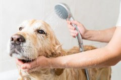 狗狗不喜欢洗澡怎么办，如何让狗狗爱洗澡？
