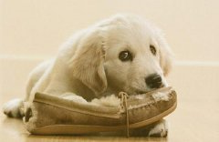 狗狗经常啃咬鞋子怎么回事？