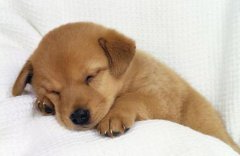 狗狗一天要睡多久？