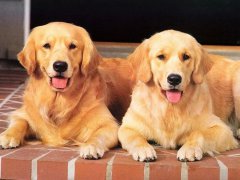 狗狗的嗅觉有多灵敏你知道吗？