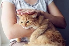怎么抚摸猫咪你知道吗？