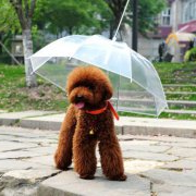 雨季节来临饲养狗狗必须注意的一些问题