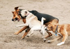 为什么有的狗狗会产生攻击行为？